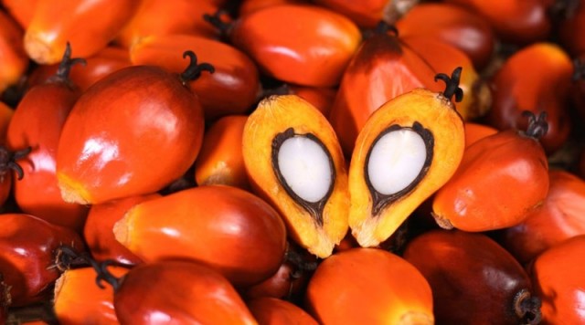 PTP NUSANTARA IV KEBUN MAYANG